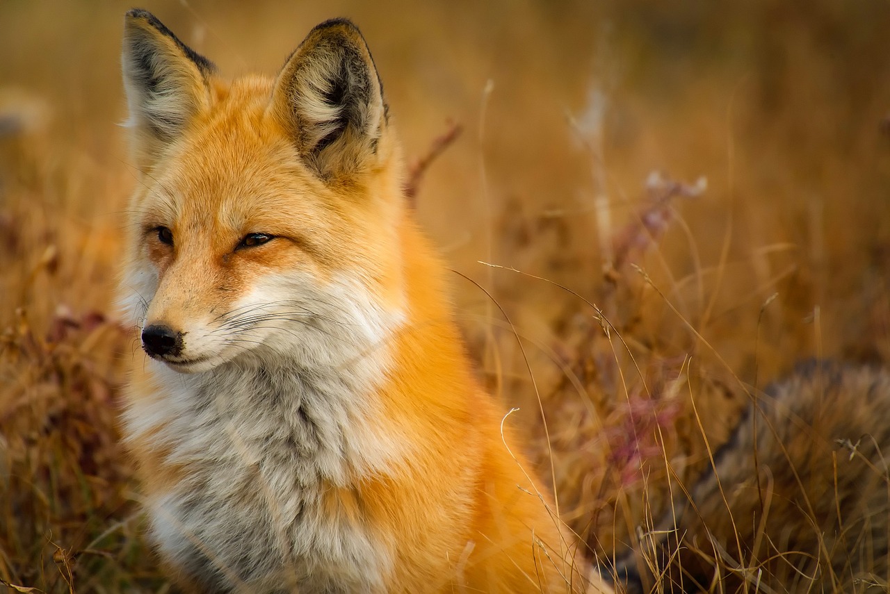 d&eacute;couvrez la beaut&eacute; et la diversit&eacute; de la faune sauvage &agrave; travers des images et des r&eacute;cits captivants sur la vie animale dans son habitat naturel.
