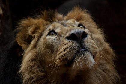 d&eacute;couvrez la beaut&eacute; et la diversit&eacute; de la faune sauvage &agrave; travers des explorations captivantes, des conseils d'observation et des informations essentielles sur la protection de la nature.